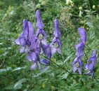 آکونتیوم واریگاتوم